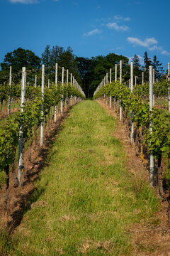 vineyard in trier germany in summer