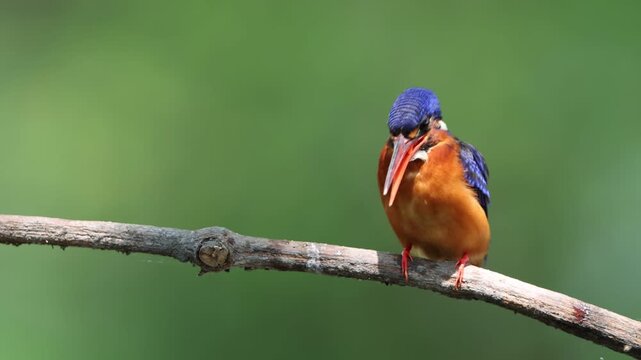 The blue-eared kingfisher (Alcedo meninting meninting ) is found in Asia, ranging across the Indian subcontinent and Southeast Asia. This photo was taken in Java, Indonesia.