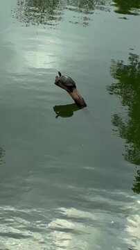 Turtle perched on a stick hanging from a lake or pond.