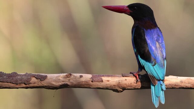 Javan kingfisher (Halcyon cyanoventris), sometimes called the blue-bellied kingfisher, is endemic to the Indonesian islands of Java and Bali island.