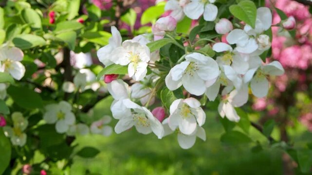 Beautiful white apple tree flowers in bloom gently swaying on breeze. Vibrant pink blossoms form a blurred background. Natural contrast concept slow motion footage.