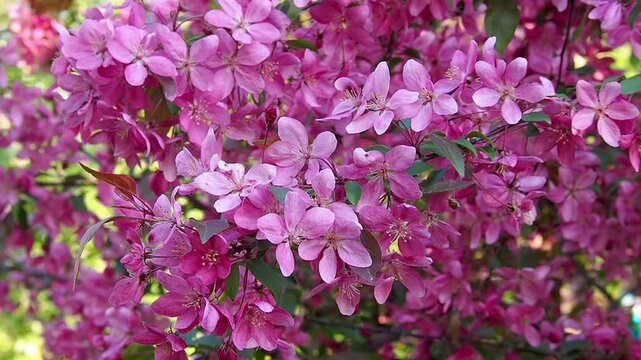 Lush pink apple tree branches swaying gently in breeze. Beautiful dense flowers blooming in bright orchard on sunny spring day. Natural background slow motion footage.