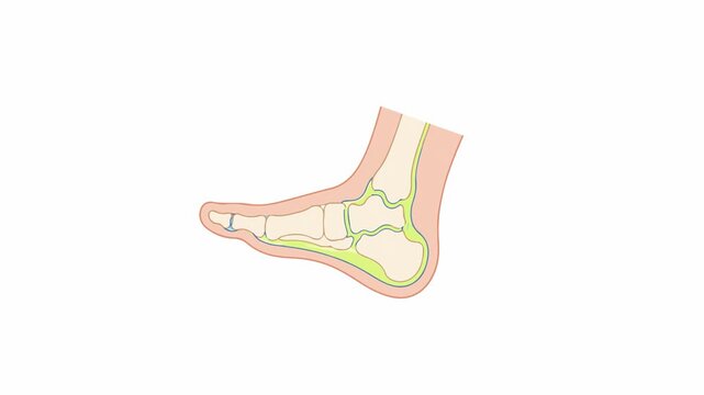 Human foot anatomy diagram showing various arch and bone positions