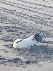 Obraz premium Perro amaneciendo en la playa