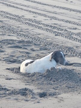 Perro amaneciendo en la playa