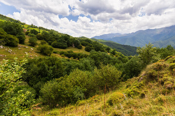 Naklejka premium Lush green meadows and dense trees cover lower slopes of Picos de Europa in Cantabria