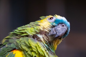 Naklejka premium Curious macaw parrot tilting its head while looking upward