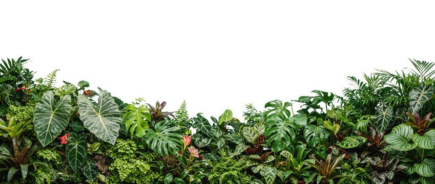 Small tropical plant garden on a transparent background