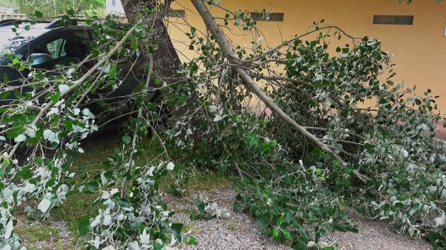 Tree fell on car in parking lot