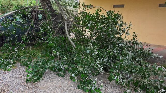 A large branch is resting on a parked car