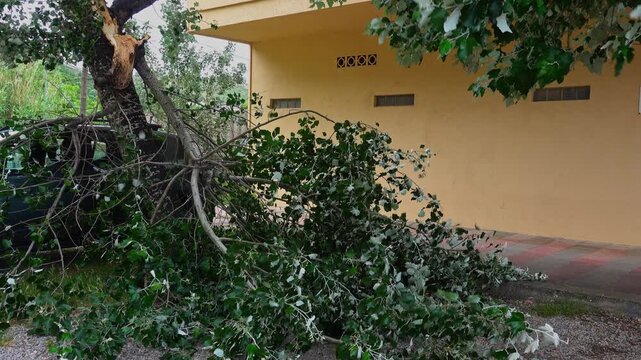 Storm has caused branches to fall by a building and car