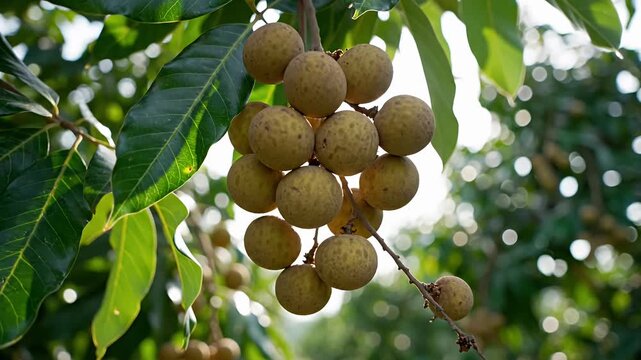 Bunch of ripe longan fruit hanging on tree branch.