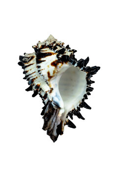 Conchiglia su sfondo bianco 
