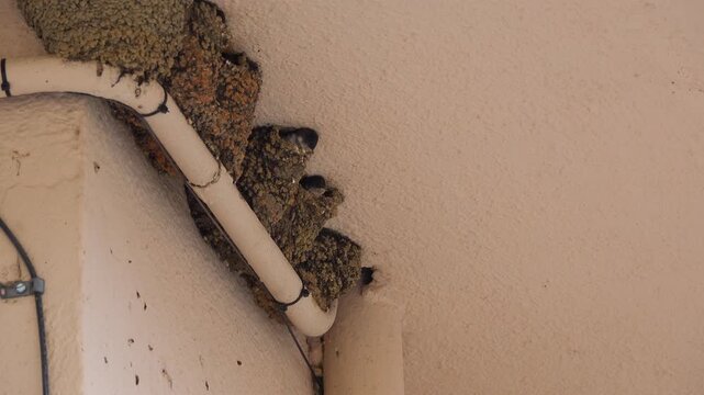 Swallows feed their chicks in nests under the eaves.