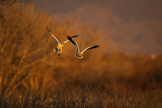 Two snow geese landing together with wings crossed