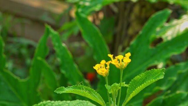 A butterfly sits on a flower surrounded by plants