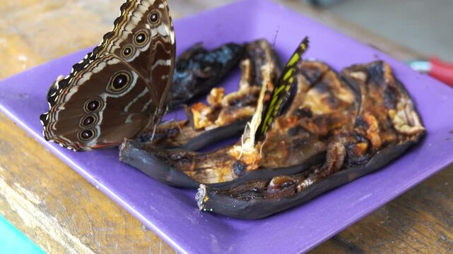 The butterfly blue morpho feeds on the flesh of an overripe banana.