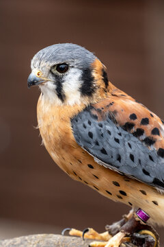 American Kestrel Portrait Close-Up &ndash; Colorful Falcon Raptor Perched Detailed Head Shot in Nature