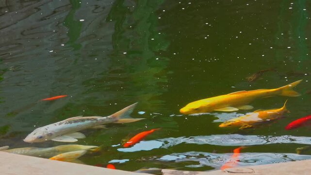 Fish Koi swim in a pond full of water plants