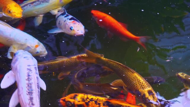 Colorful fish Koi swim in water in a peaceful garden