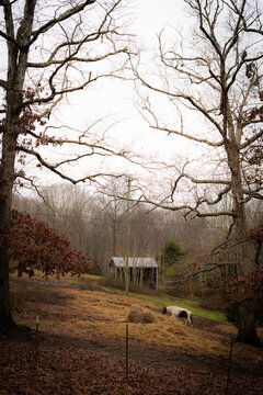 Rustic rural landscape with a lone cow grazing beside a hay bale, framed by leafless trees and a weathered wooden shelter, with dry grass and fallen leaves under an overcast sky