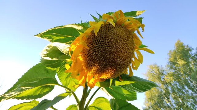 A bee on a sunflower №5
