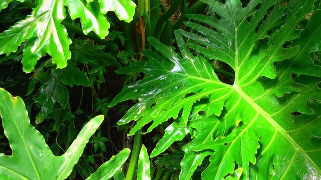 Tropical leaves glisten with water drops