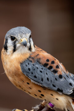 American Kestrel Portrait Close-Up &ndash; Colorful Falcon Raptor Perched Detailed Head Shot in Nature