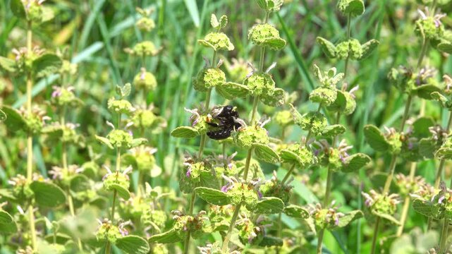 Carpenter bee is busy working among the plants in spring