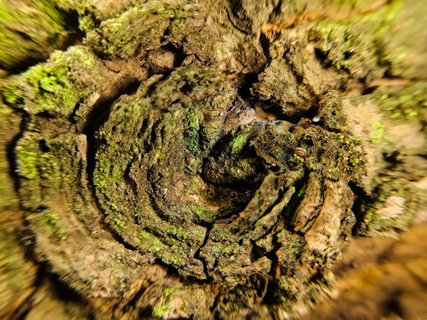 Extreme close-up of tree bark texture with a tiny baby snail and a black ant.