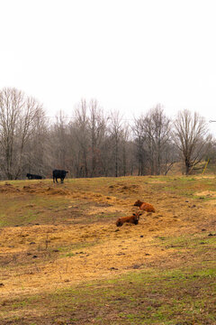 brown cows grazing and resting on hay, sparse grass, bare trees, gently sloping farmland, and an overcast gray sky vertical composition