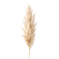 Fototapeta premium Fluffy Pampas Grass Plume Isolated on Transparent Background