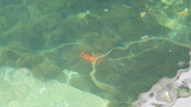 starfish moves through water near rope from ship