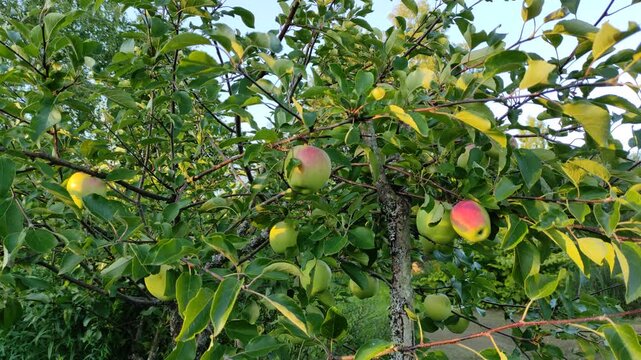 Apples are hanging on an apple tree in the garden