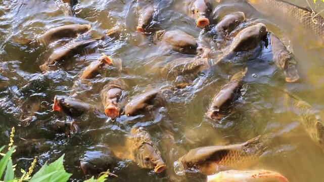 鯉・凄い食欲大きな口にビックリ！(池の鯉の大群です)「鯉のその(あどけない)姿に思わず笑顔になりました」