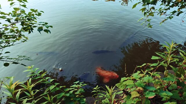 鯉・池の鋼が優雅に泳ぐ(癒しの風景)02
「鯉がゆっくりゆっくり泳ぐ姿に撮影する私も優しい気持ちになりました」