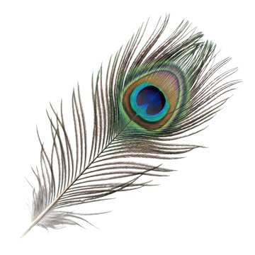 Single peacock feather with iridescent eye isolated on transparent background