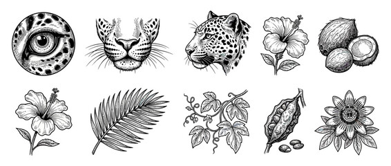 Hand Drawn Jungle Elements Collection © Anggrek