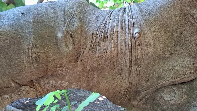 Slow motion smooth camera movement along the detailed textured bark of an ancient ficus tree trunk.