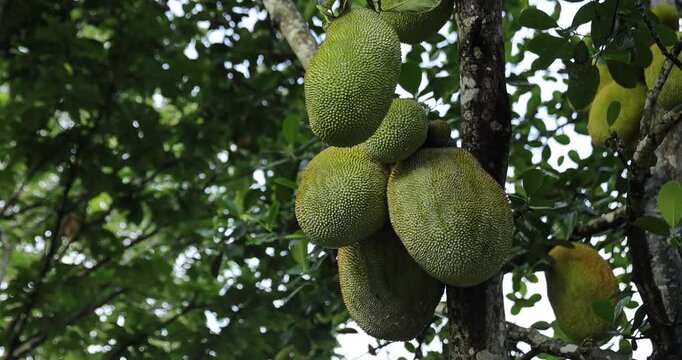 Green jackfruit grow on the Jack fruit tree