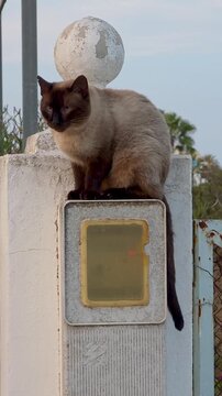 Vertical close up of a cautious Siamese cat sitting high on a stone fence pillar and looking down attentively.