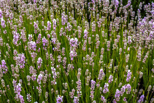 Blooming Pink Lavender Flowers in Sequim Washington