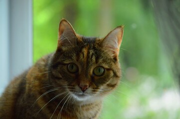Fototapeta premium portrait of a cat