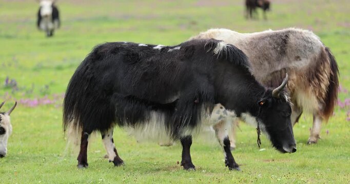 Tibet yaks eating grass in the grassland