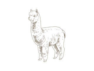Naklejka premium Hand Drawn Alpaca Illustration, Vintage Engraving Style