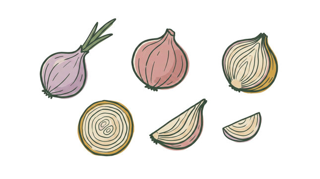 Assorted fresh onion varieties hand drawn illustrations set for culinary recipe designs with wedges soft watercolor style illustrations with illustrations