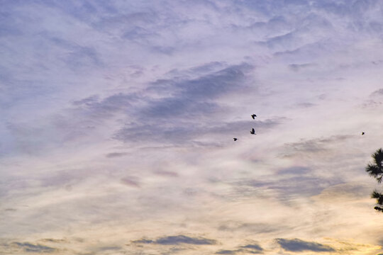 Birds flying in the dark sky