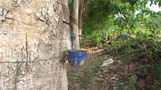 Blue plastic containers tied to rubber tree trunks to collect rubber sap in the forest.