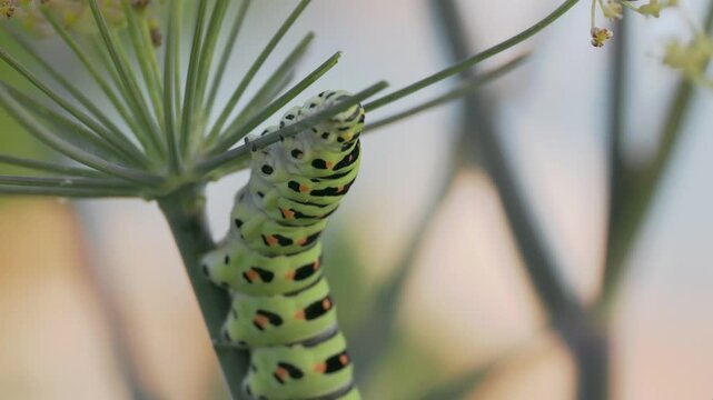 Tokyo, Japan - August 20, 2026: Closeup of Swallowtail butterfly or Papilio machaon caterpillar in 5th instar stage