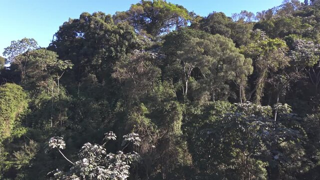 Aerial view of a brazilian rainforest